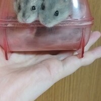 ハムスター生後1ヶ月、2ヶ月