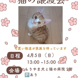 ねこの譲渡会inもりやま犬と猫の病院