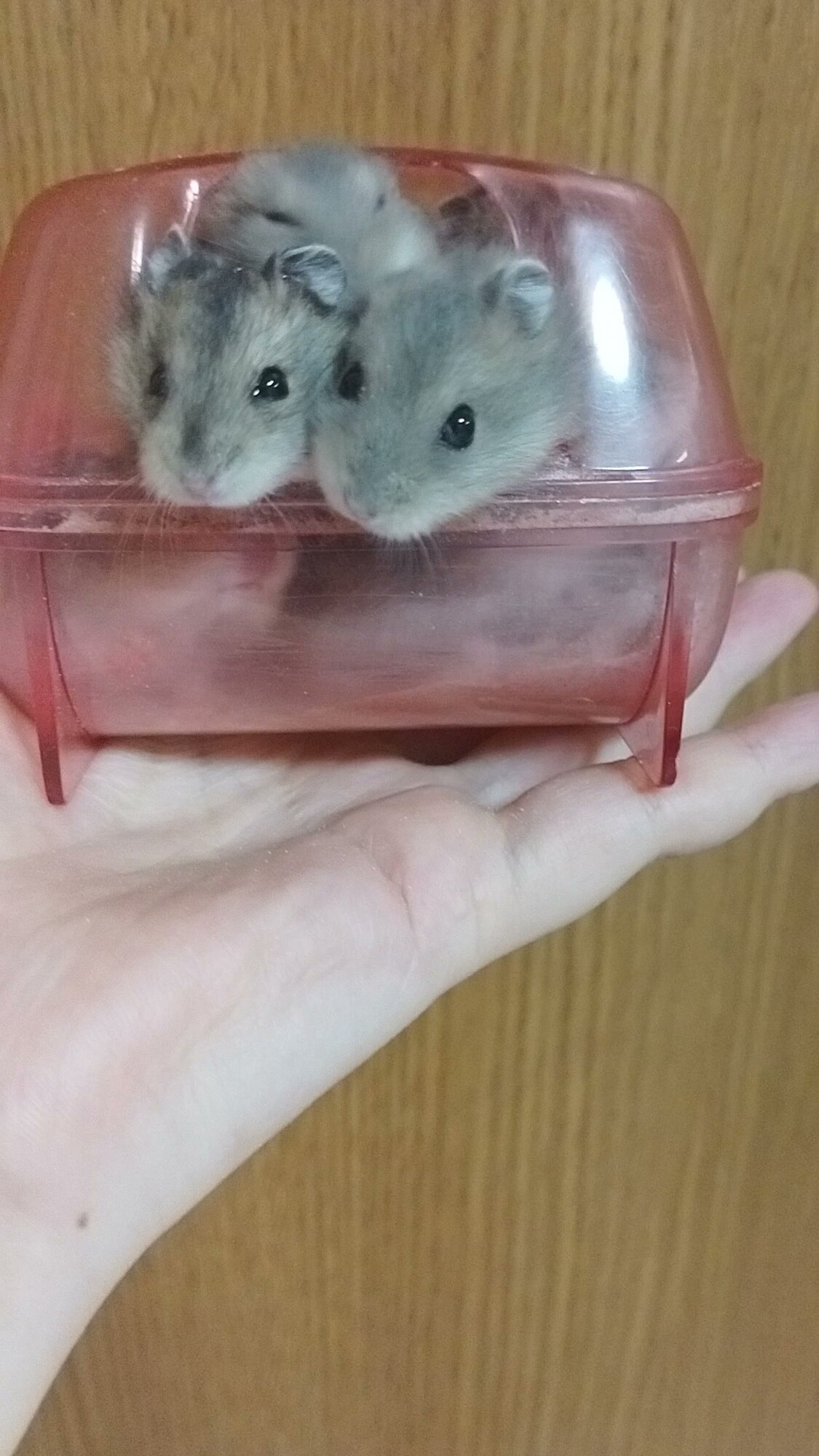 ハムスター譲渡お願いします」長崎県 - 小動物の里親募集(537789