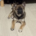 ※募集再開します！※柴犬仔犬風の野犬の仔犬