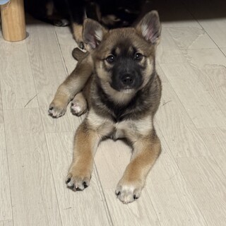 ※募集一時停止します＊柴犬仔犬風の野犬の仔犬