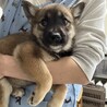※募集再開します！※柴犬仔犬風の野犬の仔犬