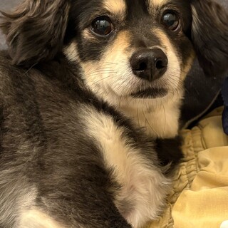 甘えん坊さんのダックスとチワワのMIX犬の男の子