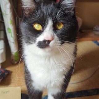 おひげ模様がチャームポイントのロミ君