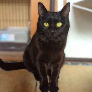 黒猫姉妹の里親さん募集中