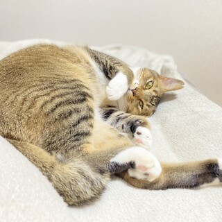 《急募》人懐っこい兄妹の里親募集