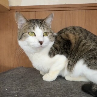 内気だけど本当は遊びたい！ふうちゃん