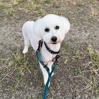 真っ白キュートなお顔のプードル ひめちゃん