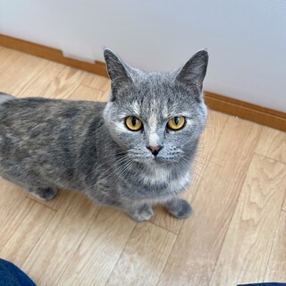 【マンチカン】ブルークリームの女の子