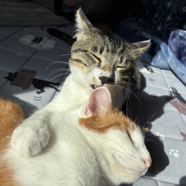 カイマン・メガネのカバー写真