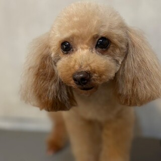 トイプードル、ライラの募集開始します。