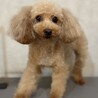 トイプードル、ライラの募集開始します。