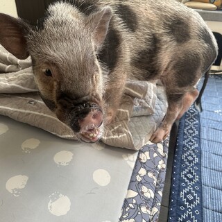 ツンデレの心優しい女の子里親募集（mipig出身）