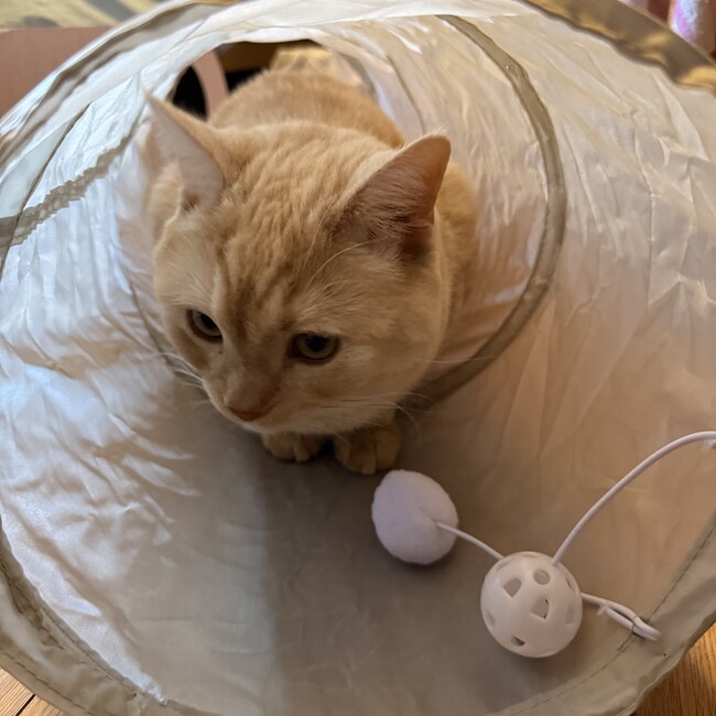 ツギリのカバー写真