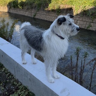 白黒　20キロ　ミックス　犬　オス