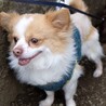 人懐っこいチワワくん（8歳）