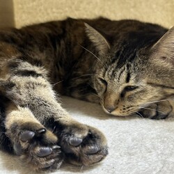 むぎちゃん。家族の一員に