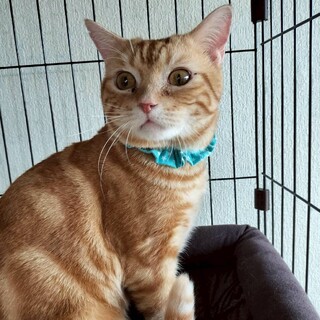 【アメショMIX】人馴れ抜群！★ハルくん