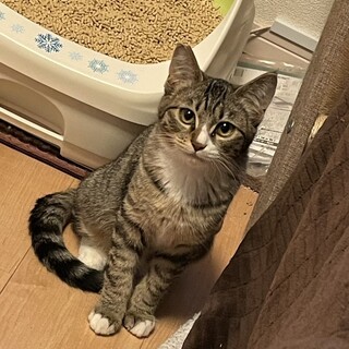 可愛い雉白　チーくん