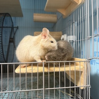 デグーのオス2匹