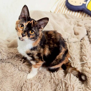 一番愛されたい甘えん坊♡ライムちゃん