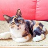 一番愛されたい甘えん坊♡ライムちゃん サムネイル2