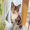 一番愛されたい甘えん坊♡ライムちゃん サムネイル3