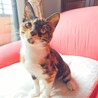 一番愛されたい甘えん坊♡ライムちゃん サムネイル5