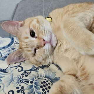 人が大好き一緒に寝てくれます❤︎ミツちゃん