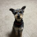 ミックスの1歳女の子 わんぱくです