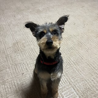 ミックスの1歳女の子 わんぱくです