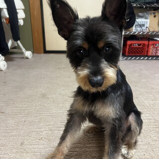 オス1歳 甘え上手です