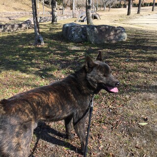 甲斐犬男の子　1歳