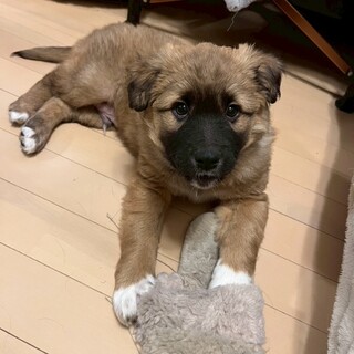 大型予想の男の子2026.1月ごろ生まれ