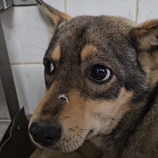 殺処分対象❗️収容期限3/26迄❗️延長なし