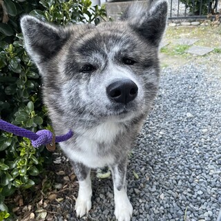 秋田犬　1歳　男の子
