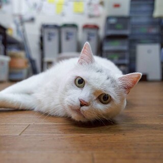 血気盛んなシニア猫　みたらし♂