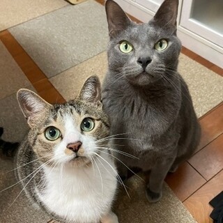 11歳&12歳のとても仲良しなオス2匹