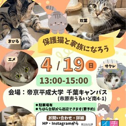 さくらねこDays 保護猫譲渡会