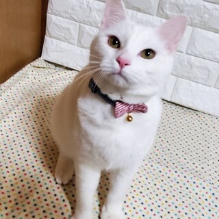 【3/29 東日本橋】天真爛漫♡ボードくん