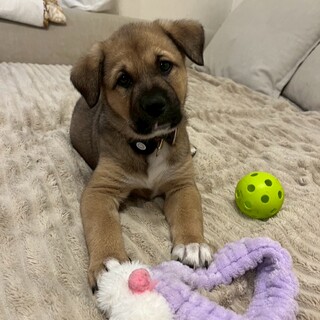 ほっぺたるたる仔犬2026.1月ごろ生まれ