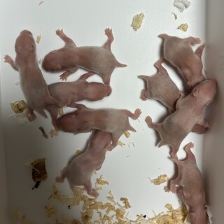 キンクマハムスター