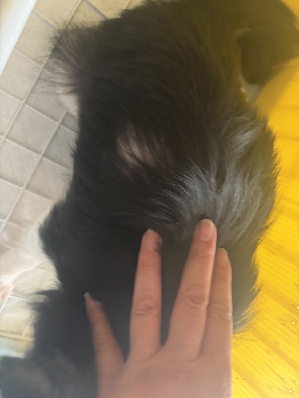 4歳チワワ サムネイル2