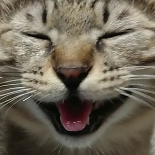 白血病陽性の子猫5ヶ月男の子、ご縁を募っております