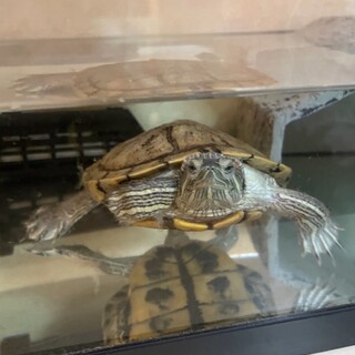 元気なミシシッピアカミミガメです
