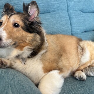 穏やかで優しいシェルティの女の子