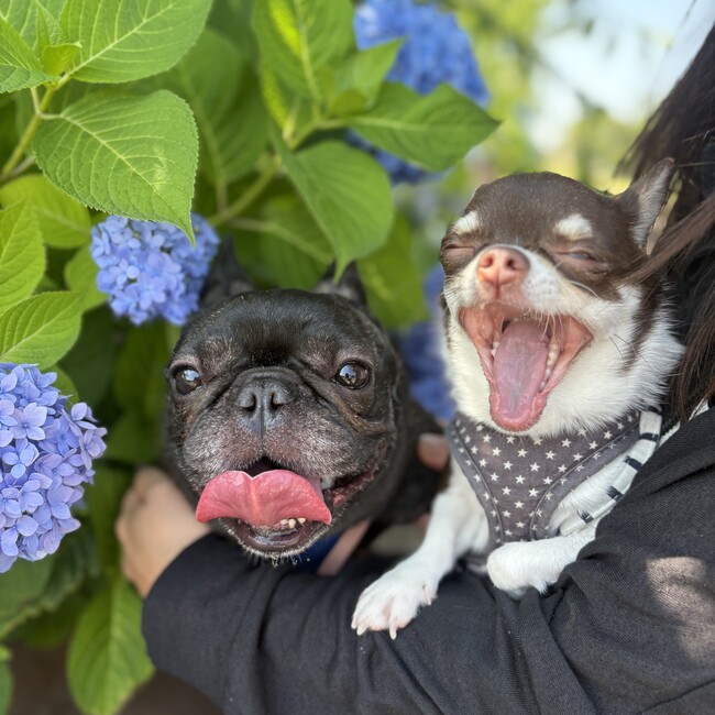 ふじさきかなのカバー写真