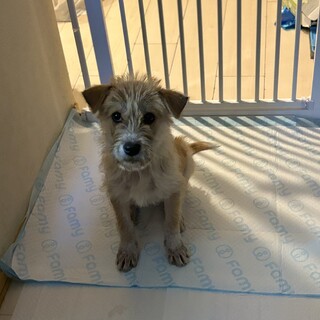 テリア系の甘々男子。とにかく甘えん坊です。