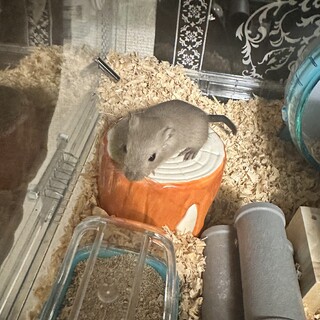 スナネズミ里親募集