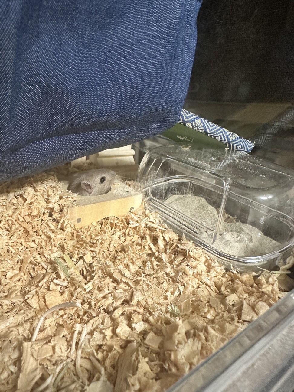 スナネズミ里親募集 サムネイル2